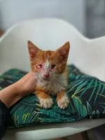 Nikoś - wyjątkowe kocie dziecko szuka PILNIE domu!