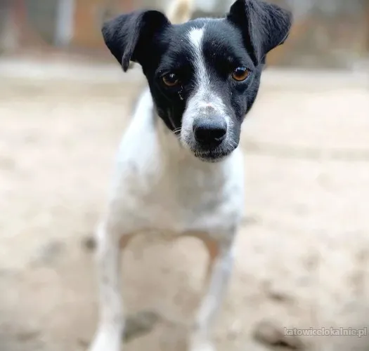 Kazia - kruszynka szuka odpowiedzialnego domu!