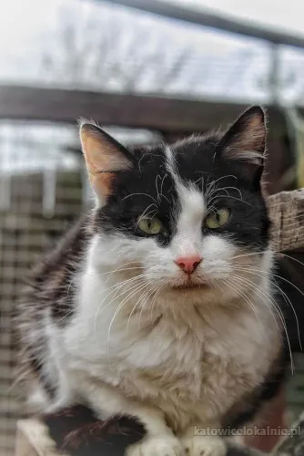 Furka - młoda kocia indywidualistka szuka domu!