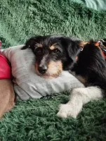 Kacper - wychowany, przyjazny terierek szuka domu!