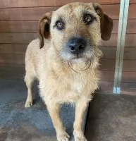 Fuks - młody, wesoły, pełen życia psiak za kratami!