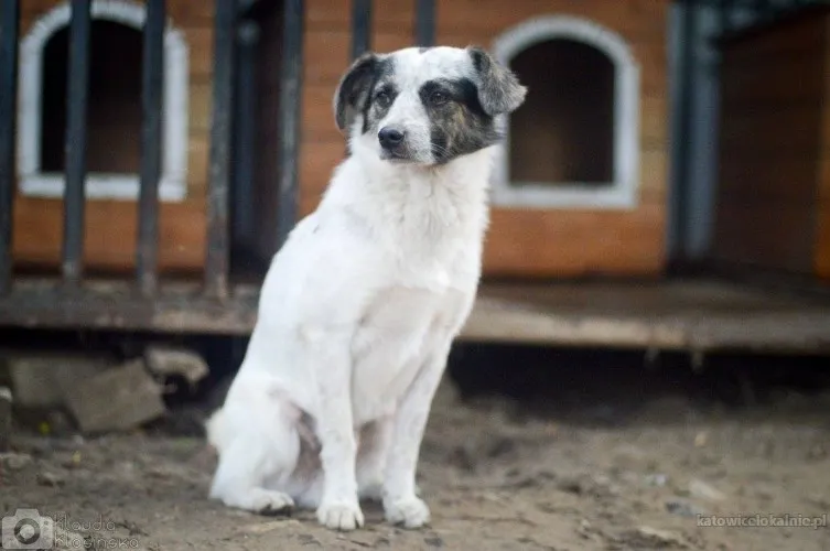 alvin-3-tysiace-dni-w-schronisku-pomocy-87941-psy.webp