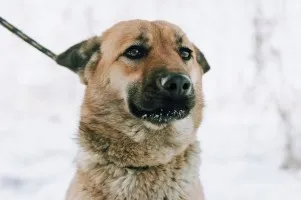 Doris - młoda, łagodna, niekonfliktowa sunia!