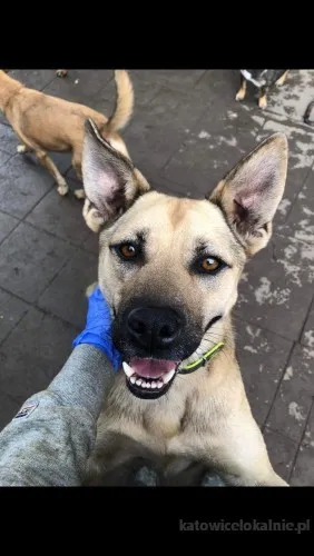 ares-wesoly-aktywny-psiak-szuka-domu-88043-psy.webp