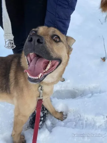 ares-wesoly-aktywny-psiak-szuka-domu-88043-sprzedam.webp