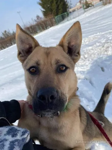 Ares - wesoły, aktywny psiak szuka domu!