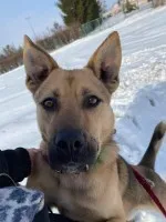 Ares - wesoły, aktywny psiak szuka domu!