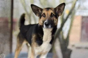 Riko - ofiara człowieka, pół życia za kratami, pomocy!