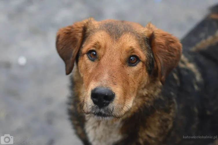 Kapral - nikt go nigdy nie kochał...