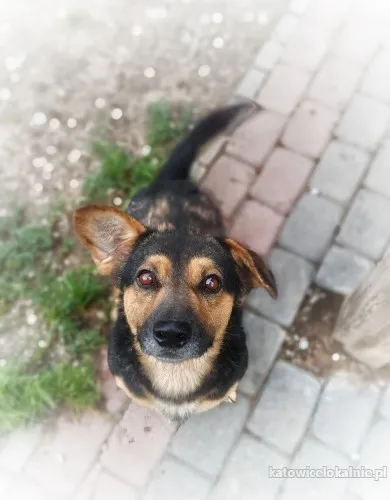 Baloo - fantastyczny niskopodłogowiec szuka domu!