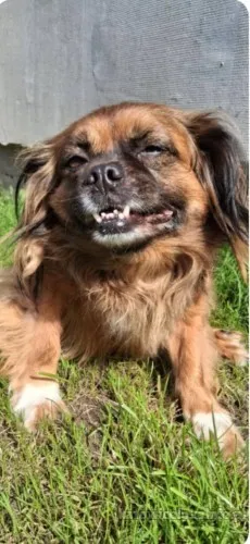 Mały, domowy psiak PILNIE szuka domu po śmierci pana