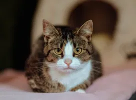 Wyjątkowa kotka szuka wyjątkowego domu!