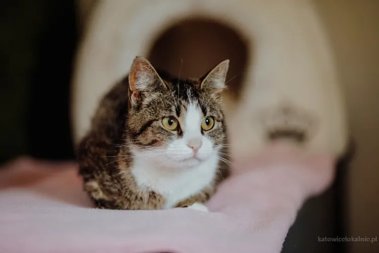 wyjatkowa-kotka-szuka-wyjatkowego-domu-88195-katowice.webp