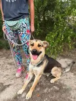 Magnus - młodziutki, wesoły psiak szuka domu!