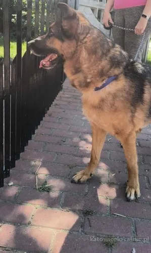 lizak-wychowany-przyjazny-psiak-szuka-domu-88368-katowice-foto.webp