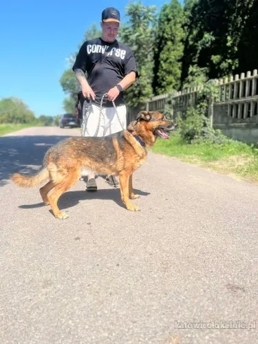 lizak-wychowany-przyjazny-psiak-szuka-domu-88368-sprzedam.webp