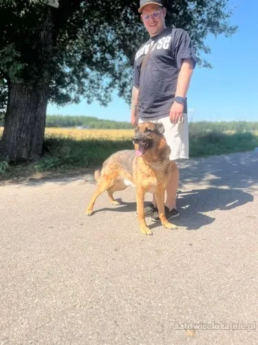lizak-wychowany-przyjazny-psiak-szuka-domu-88368-zdjecia.webp