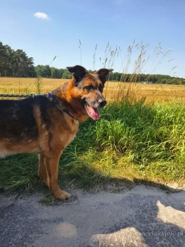 Lizak - wychowany, przyjazny psiak szuka domu!