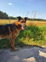 Lizak - wychowany, przyjazny psiak szuka domu!