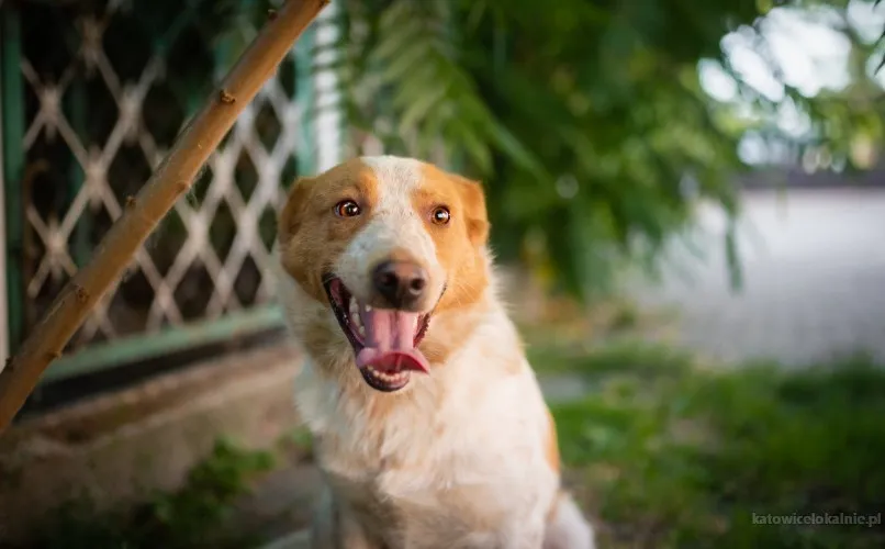 borys-psi-aniol-w-poszukiwaniu-swojego-domu-88556-katowice-foto.webp