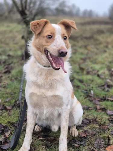 Borys - psi anioł w poszukiwaniu swojego domu!