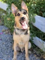 Lolo - młodziutki, wesoły psiak w typie owczarka!