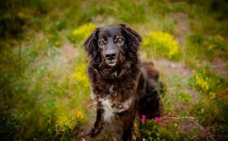 Roki - cudowny kudłacz szuka domu!