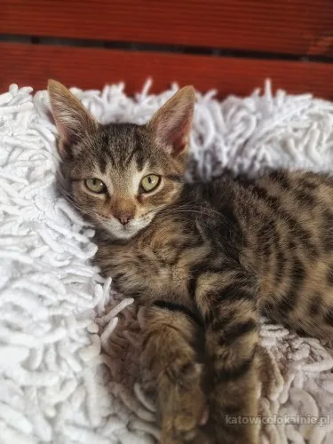 Bas, 12 tygodniowy koteczek szuka domu!