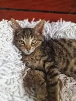 Bas, 12 tygodniowy koteczek szuka domu!