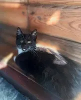 Puchaty Julian - Król Kanapy szuka domu!