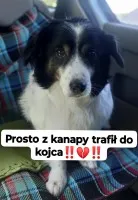 Rabi - domowy, wesoły, niewielki psiak PILNIE szuka domu!