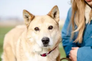 Elza - pies anioł, kochana, łagodna sunia