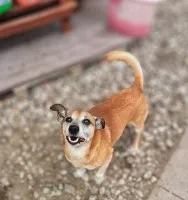 Maleńki Fikuś, domowy psiaczek szuka domu!