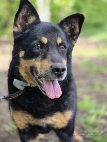 Pedro - grzeczny, przyjazny psiak szuka domu!