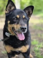 Pedro - grzeczny, przyjazny psiak szuka domu!