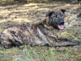 Blum - młody, wychowany z dziećmi, aktywny pręgus!