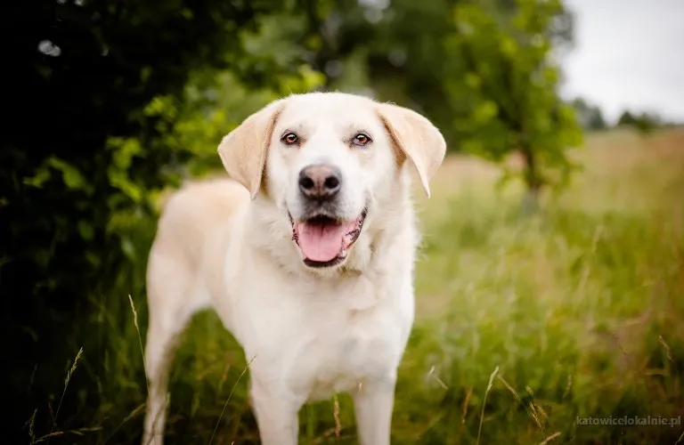 Kokos -przyjazny biszkoptowy labek szuka domu!