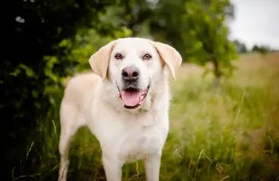 Kokos -przyjazny biszkoptowy labek szuka domu!