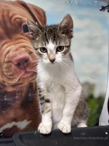 uroczy-kocurek-klusek-szuka-swojego-czlowieka-88655-sprzedam.webp