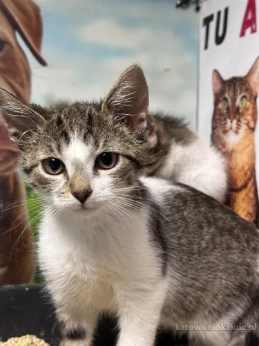 Uroczy kocurek KLUSEK szuka swojego człowieka!
