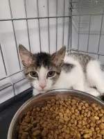 Chrupek - młodziutki kociak szuka domu!