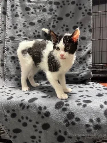 kulka-4-miesieczna-koteczka-szuka-domu-88678-katowice.webp