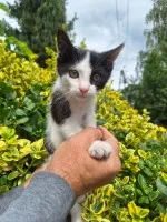 Kulka - 4 miesięczna koteczka szuka domu!