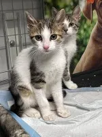 Młodziutki kociak Gramek szuka domu!