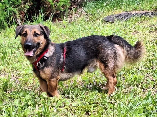 Kapsel - młody, niewielki, przyjazny, rodzinny