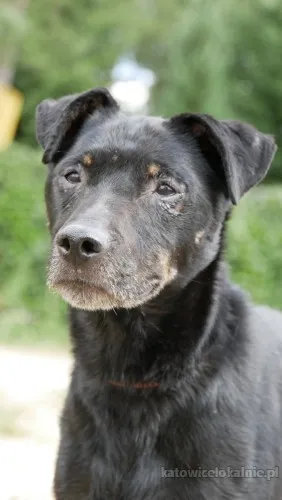Kuba - spokojny, łagodny psiak szuka PILNIE domu!
