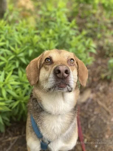 halik-wspanialy-zrownowazony-pies-szuka-domu-88687-psy.webp