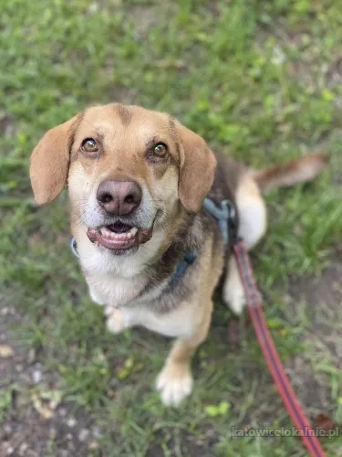 halik-wspanialy-zrownowazony-pies-szuka-domu-88687-sprzedam.webp