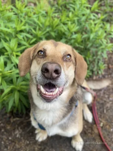 Halik - wspaniały, zrównoważony pies szuka domu!