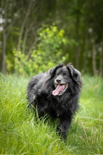 Leopold - cudowny, przyjazny kudłacz